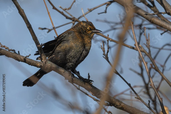 Fototapeta Rusty blackbird perched on a tree, its nictitating membrane partially covering its eye.