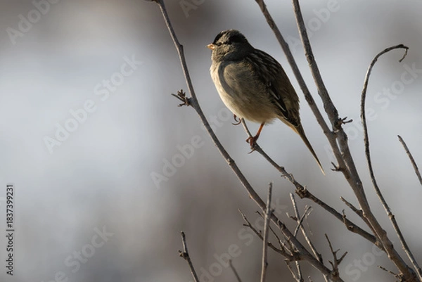 Fototapeta White-crowned sparrow in partial shadow perched on a branch.