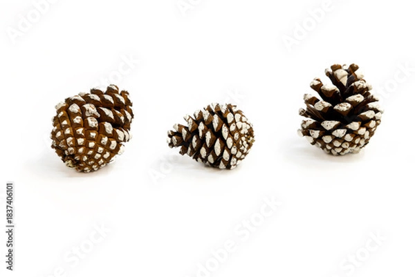 Obraz Pine cones covered in snow on a white background