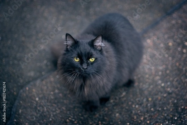 Fototapeta Black longhair cat looking curious up to the camera. Horizonmtal image with selective focus. 