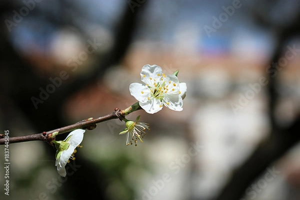 Fototapeta A delicate white flower in full bloom, captured on a sunlit branch, with a softly blurred urban background that highlights the details of the petals and stamens.