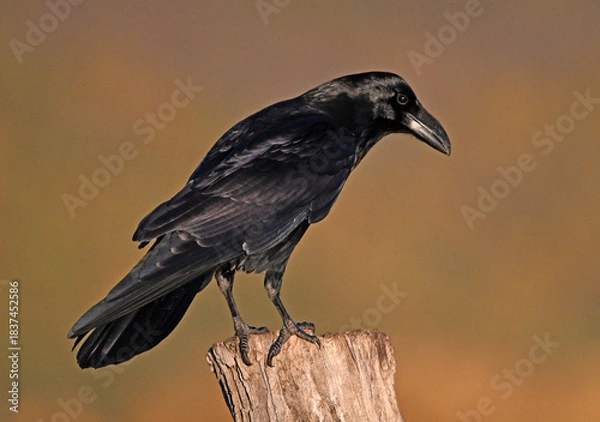 Obraz a black crow in the mountain