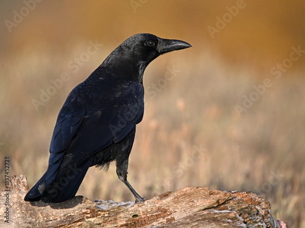 Obraz a black crow in the mountain