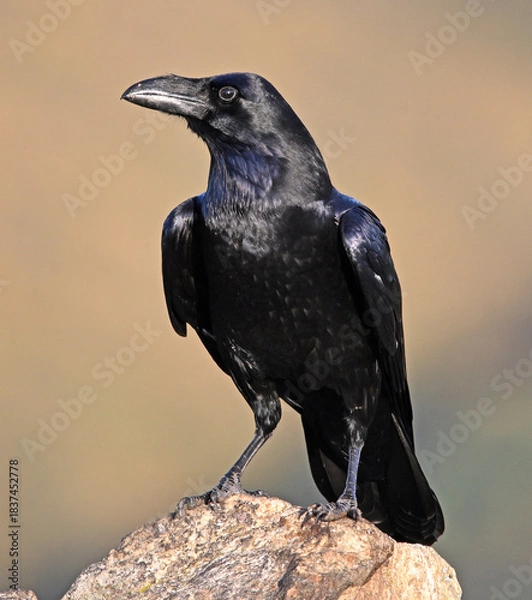 Obraz a black crow in the mountain