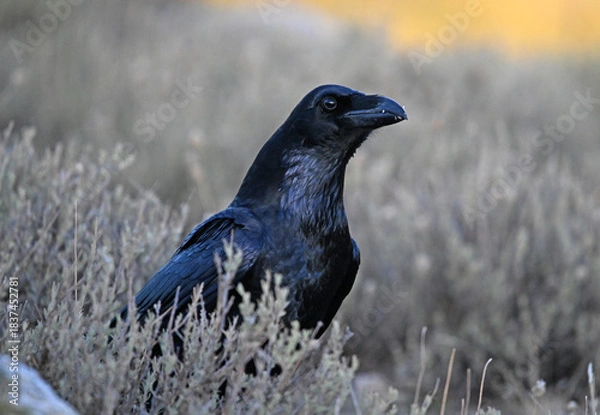 Obraz a black crow in the mountain