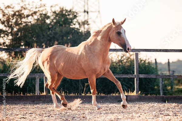 Obraz Warmblut, Palomino