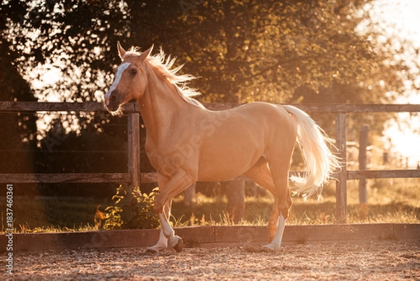 Obraz Palomino Stute
