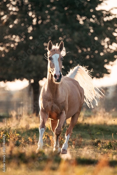 Obraz Palomino Stute