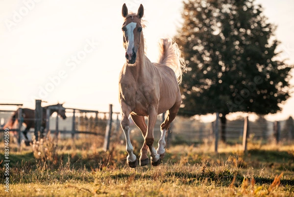 Obraz Palomino Stute