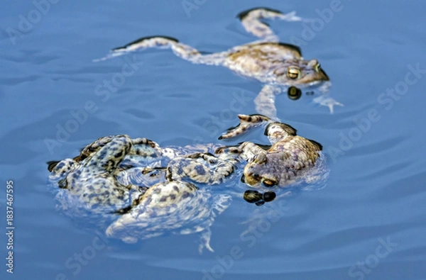 Obraz Spawning of the toads. Common toad or European toad (Bufo bufo).