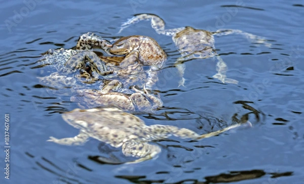 Obraz Spawning of the toads. Common toad or European toad (Bufo bufo).