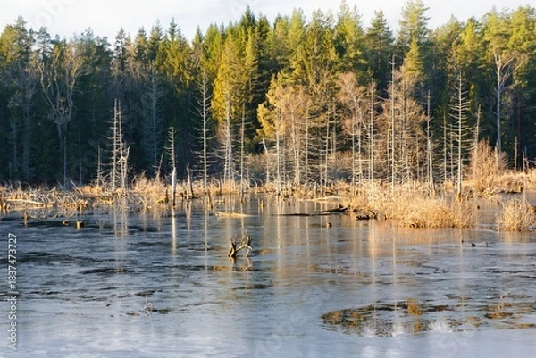 Obraz Jordbrodammen in Vaxholm, Sweden. Originally a marsh that, after drainage, became overgrown with birch forest.