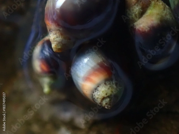 Fototapeta Small periwinkle (Melarhaphe neritoides) during low tide in the littoral zone, Ligurian Sea, Italy, Imperia