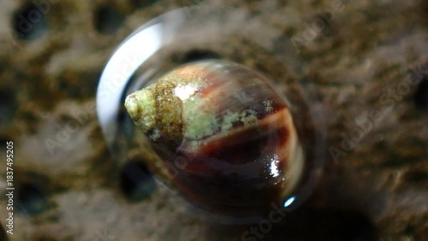 Fototapeta Small periwinkle (Melarhaphe neritoides) during low tide in the littoral zone, Ligurian Sea, Italy, Imperia