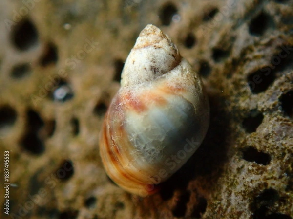 Fototapeta Small periwinkle (Melarhaphe neritoides) during low tide in the littoral zone, Ligurian Sea, Italy, Imperia