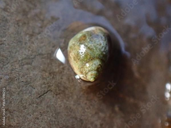 Fototapeta Small periwinkle (Melarhaphe neritoides) during low tide in the littoral zone, Ligurian Sea, Italy, Imperia