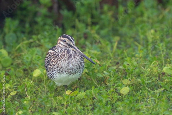 Obraz wilson snipe bird