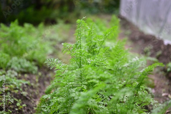 Obraz 成長する元気な人参