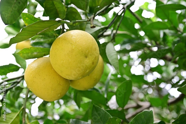 Obraz 雨粒のついたポンカン