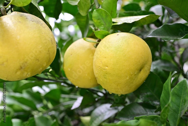 Fototapeta 雨上がりの大きなみかん