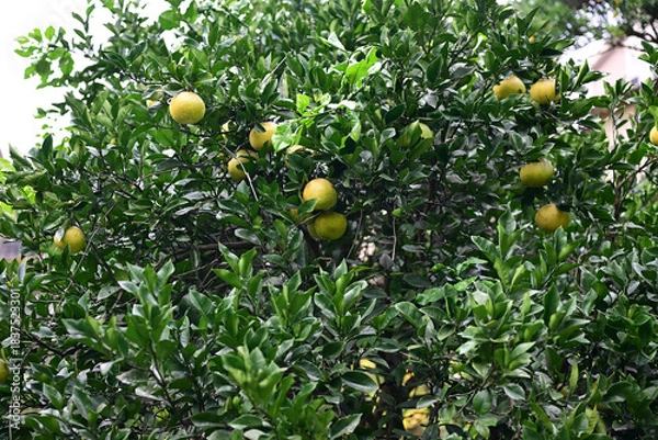 Obraz 実るたくさんのポンカン