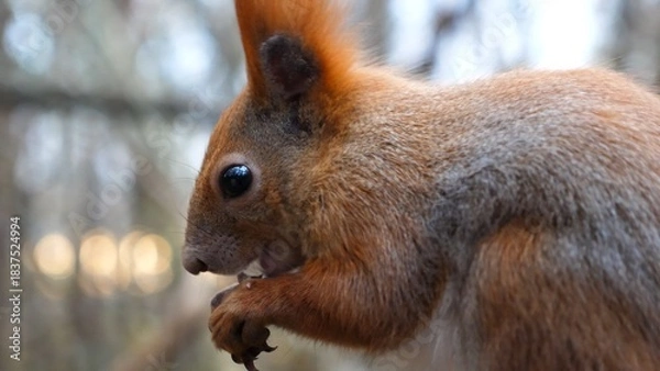 Fototapeta Close up of wild fluffy squirrel eating found walnuts at autumn park. Cute brown rodent gnawing nuts at forest. Pretty small sciurus chewing food outdoor. Concept of wildlife