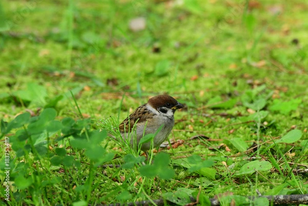 Obraz スズメの幼鳥　横から