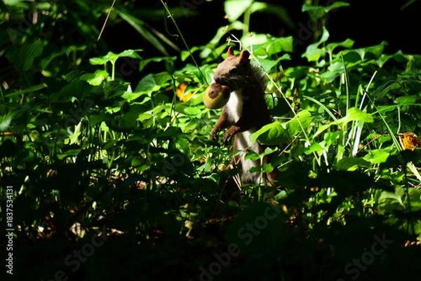 Obraz クルミをくわえたまま立つエゾリス