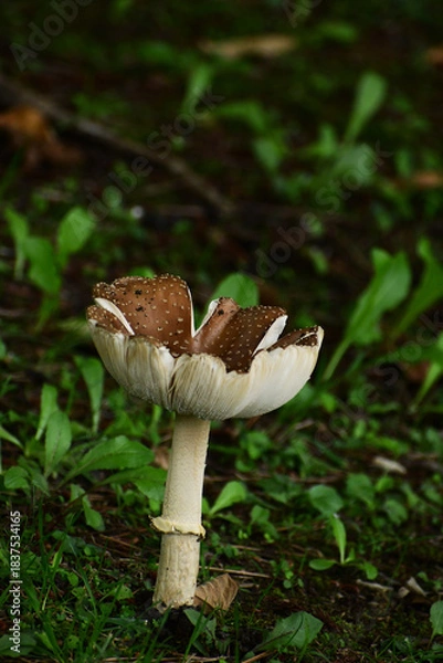 Obraz 上を向くテングタケ