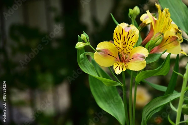 Obraz 夏の庭のアルストロメリア