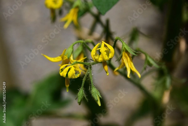 Obraz ミニトマトの花とつぼみ