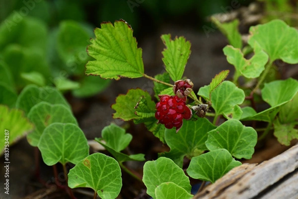 Obraz ナワシロイチゴ