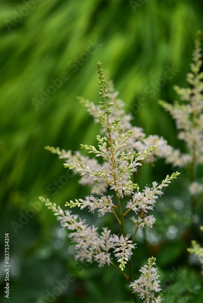 Obraz 庭の白いアスチルベ