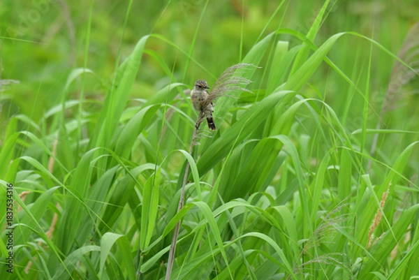 Obraz 夏の野原のノビタキの幼鳥
