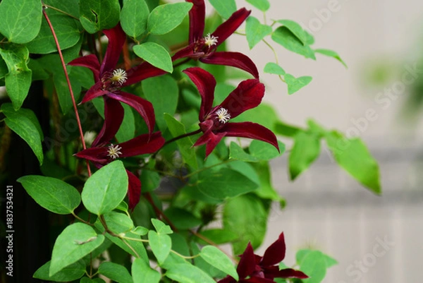 Obraz 遅咲きのクレマチスの開花