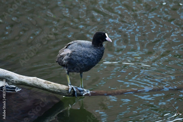 Obraz 流木の上に立つオオバン