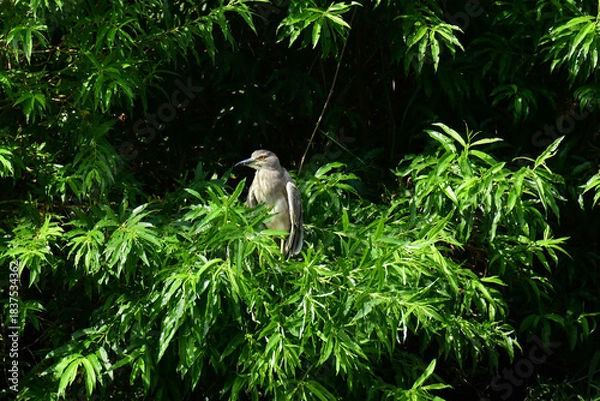 Obraz 日向ぼっこするゴイサギ