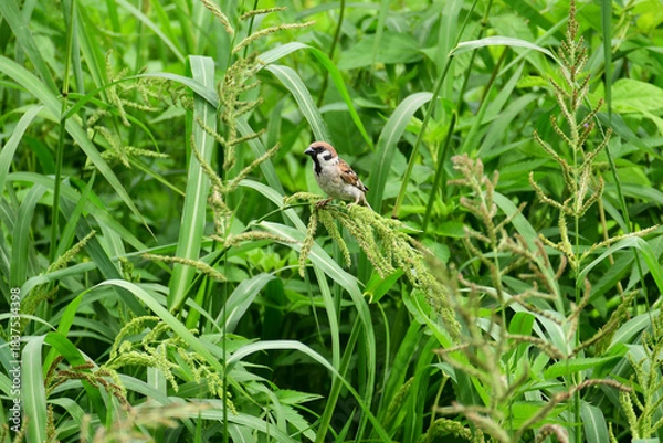 Obraz 草に止まるスズメの幼鳥
