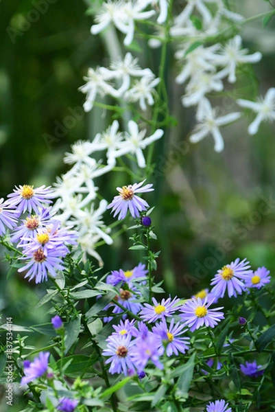 Obraz 秋の庭のアスターとセンニンソウ