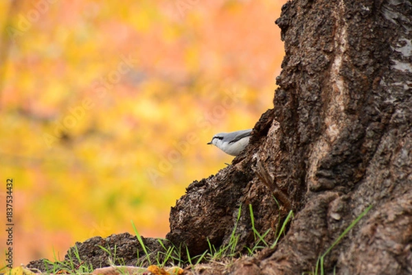 Obraz 秋の公園のゴジュウカラ