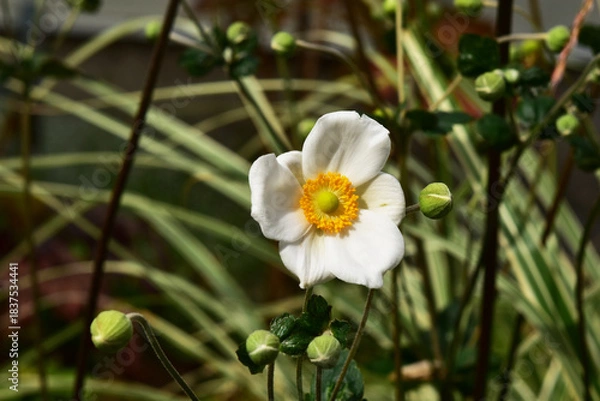 Obraz 白いシュウメイギクの花とつぼみ