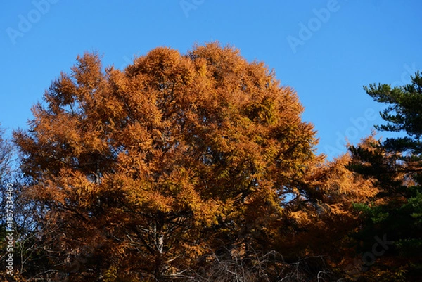 Obraz 晩秋のカラマツの黄葉