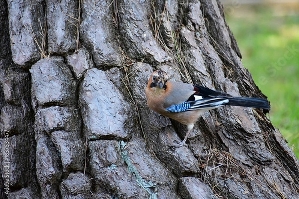 Obraz 松の木の根元にとまるミヤマカケス