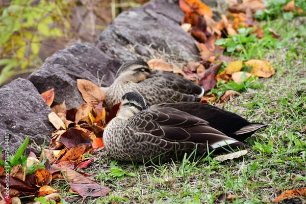 Obraz 秋の公園のカルガモ