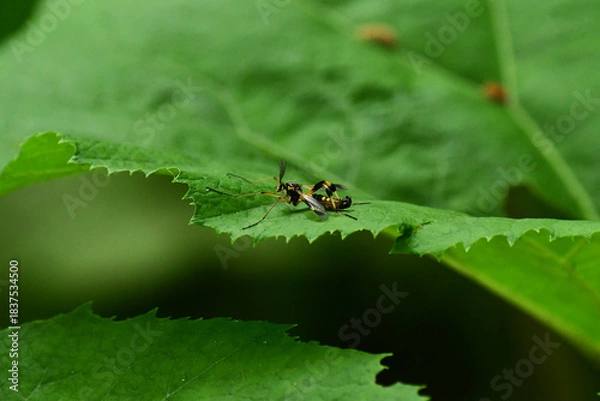 Obraz 大きな葉に止まるベッコウガガンボ