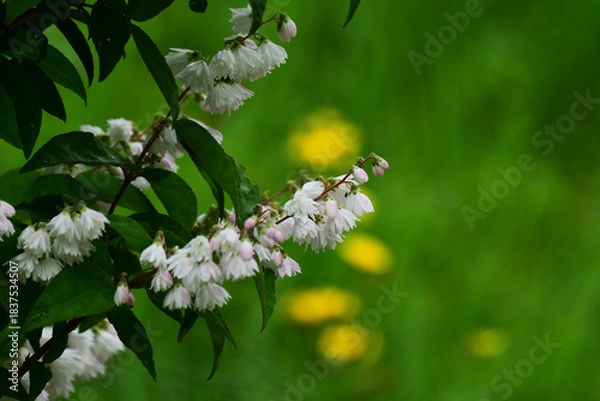 Obraz 夏の庭のサラサウツギの花