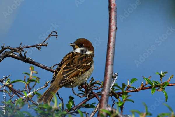 Obraz 振り返るスズメの幼鳥