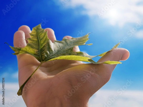 Fototapeta leaf and sky