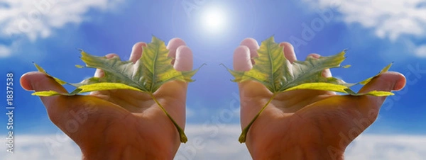 Fototapeta leaf and sky