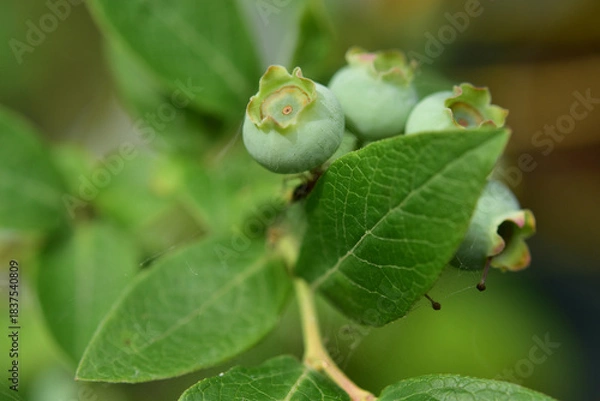 Obraz なりたてのブルーベリーのアップ